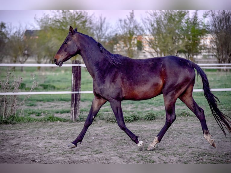 Akhal-Teke Caballo castrado 5 años 164 cm Castaño oscuro in Pilsen