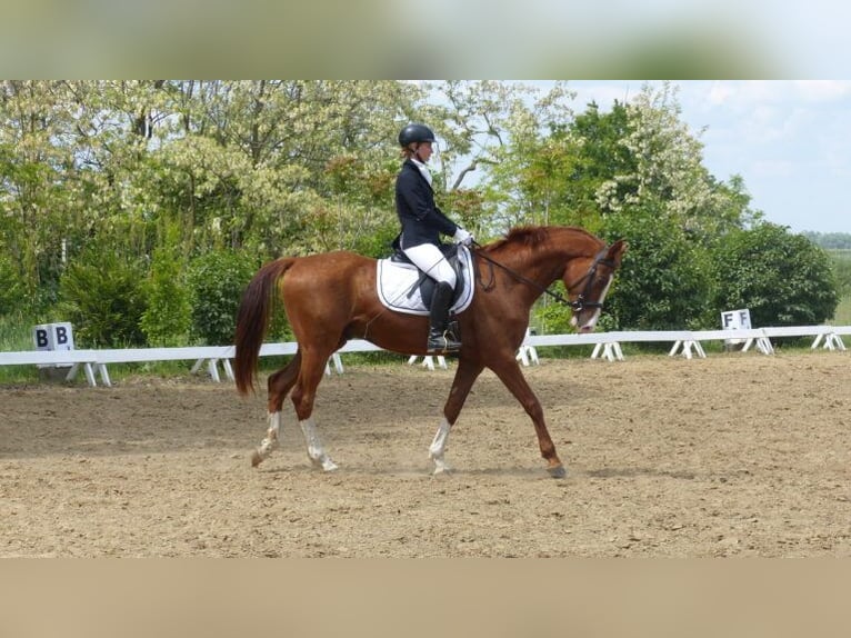 Akhal-Teke Caballo castrado 6 años 163 cm Alazán-tostado in Ópusztaszer