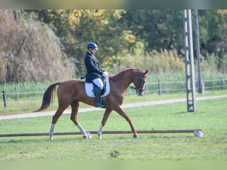 Akhal-Teke Caballo castrado 6 años 163 cm Alazán-tostado in Ópusztaszer