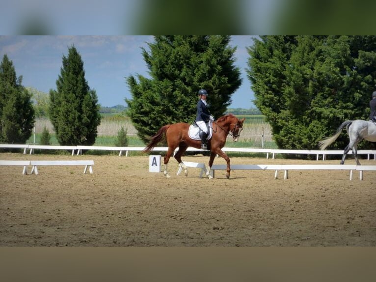 Akhal-Teke Caballo castrado 6 años 163 cm Alazán-tostado in Ópusztaszer