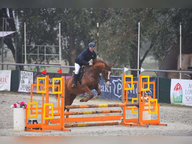 Akhal-Teke Caballo castrado 6 años 163 cm Alazán-tostado in Ópusztaszer