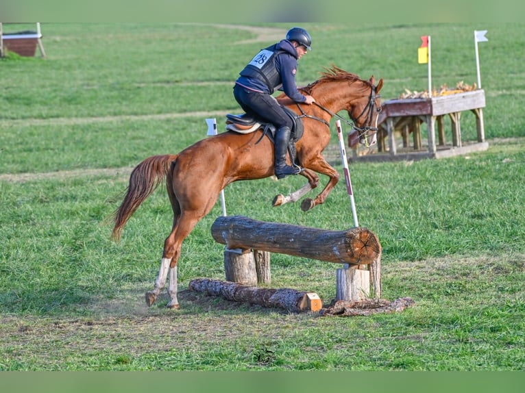 Akhal-Teke Caballo castrado 6 años 163 cm Alazán-tostado in Ópusztaszer