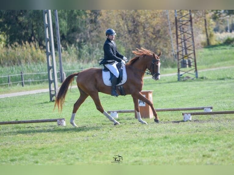 Akhal-Teke Caballo castrado 6 años 163 cm Alazán-tostado in Ópusztaszer