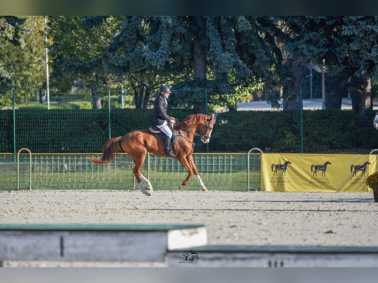 Akhal-Teke Caballo castrado 6 años 163 cm Alazán-tostado in Ópusztaszer