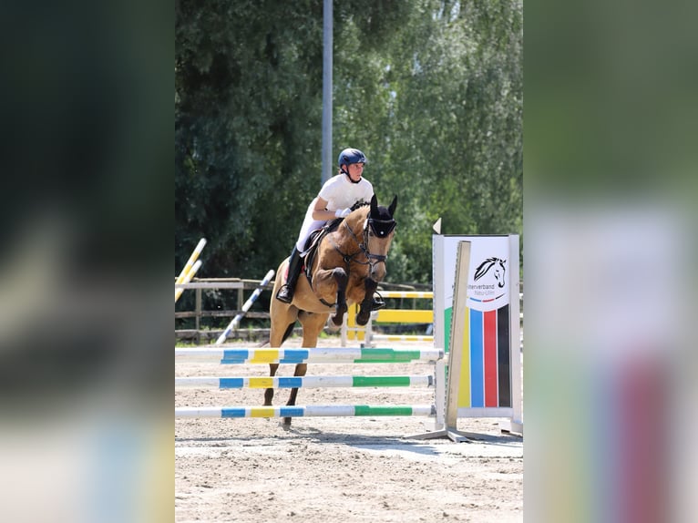 Akhal-Teke Caballo castrado 7 años 158 cm Buckskin/Bayo in Weißenhorn