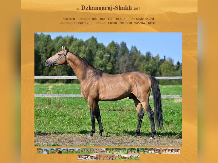 Akhal-Teke Caballo castrado 7 años 158 cm Buckskin/Bayo in Weißenhorn