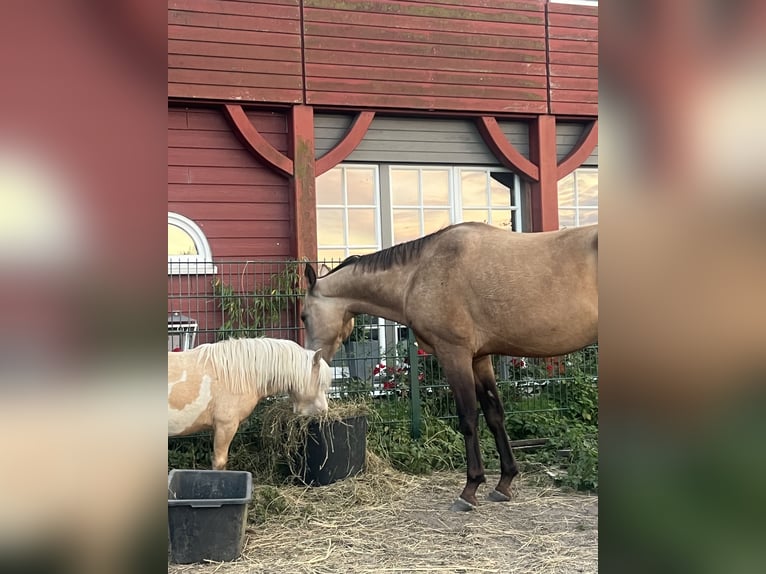 Akhal-Teke Caballo castrado 7 años 166 cm Buckskin/Bayo in Garding