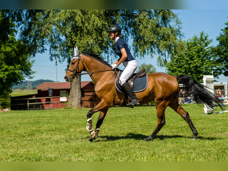 Akhal-Teke Caballo castrado 9 años 158 cm Castaño in Dulliken