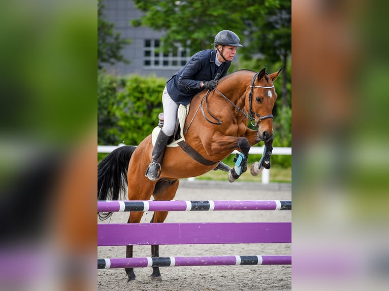 Akhal-Teke Caballo castrado 9 años 158 cm Castaño in Dulliken