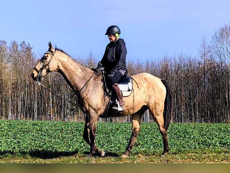 Akhal-Teke Castrone 16 Anni 165 cm Pelle di daino in Leutenbach