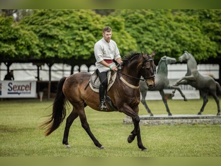 Akhal-Teke Castrone 17 Anni 163 cm Pelle di daino in Ópusztaszer