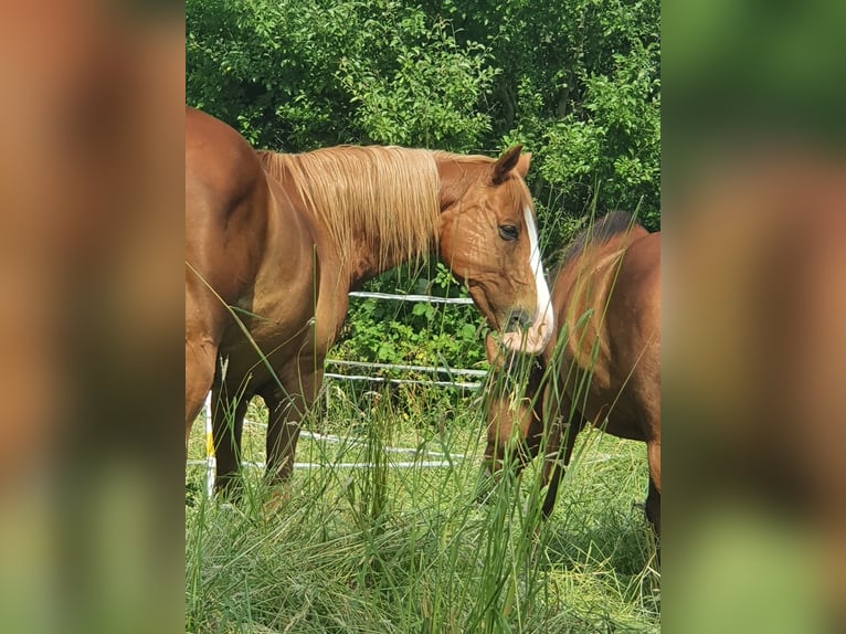 Akhal-Teke Mix Castrone 19 Anni 156 cm Sauro in Rosbach vor der Höhe Nieder-Rosbach