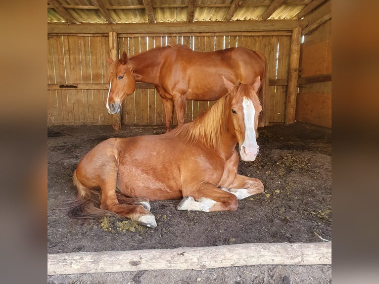 Akhal-Teke Mix Castrone 19 Anni 156 cm Sauro in Rosbach vor der Höhe Nieder-Rosbach