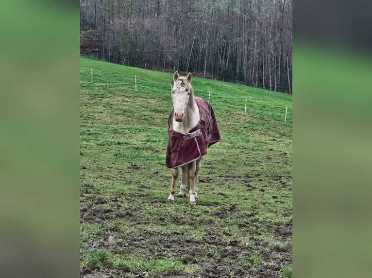 Akhal-Teke Castrone 19 Anni 160 cm Cremello in St. Valentin