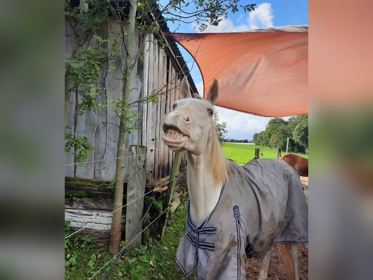 Akhal-Teke Castrone 19 Anni 160 cm Cremello in St. Valentin