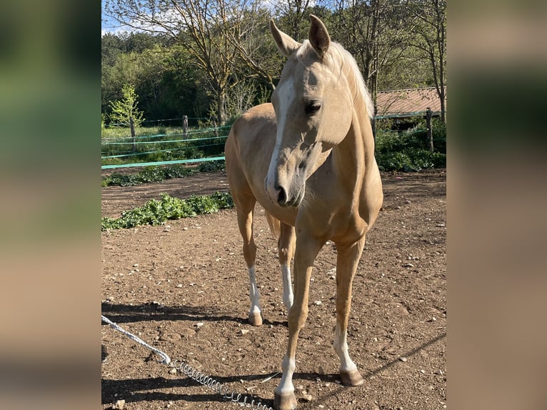 Akhal-Teke Castrone 4 Anni 160 cm in L&#8217; Aquila