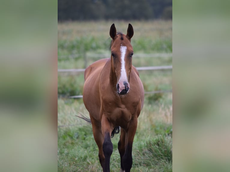 Akhal-Teke Castrone 4 Anni 165 cm Baio in Ovelg&#xF6;nne