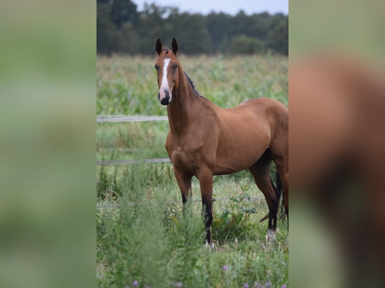 Akhal-Teke Castrone 4 Anni 165 cm Baio in Ovelg&#xF6;nne