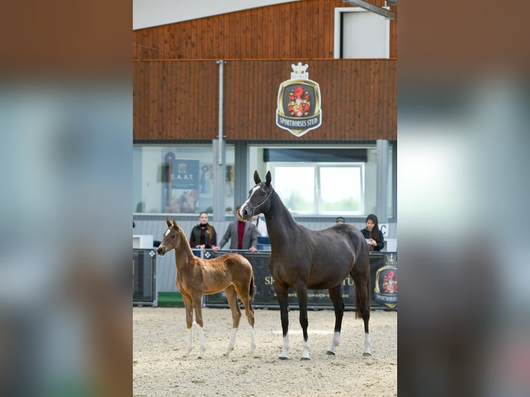 Akhal-Teke Castrone 4 Anni Morello in Ovelgönne