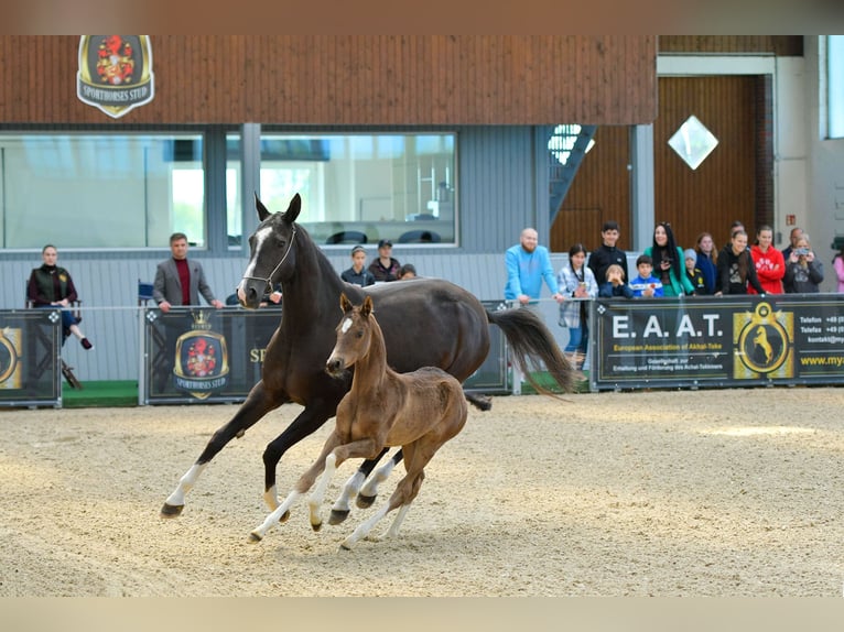 Akhal-Teke Castrone 4 Anni Morello in Ovelgönne