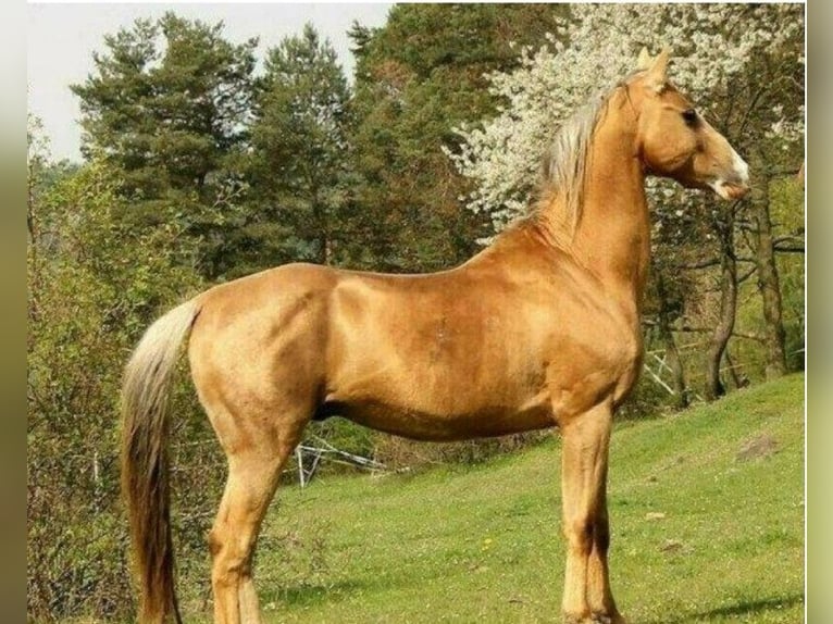 Akhal-Teke Castrone 5 Anni 164 cm Baio scuro in Pilsen