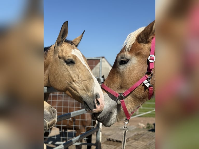 Akhal-Teke Castrone 6 Anni 157 cm Pelle di daino in Marburg