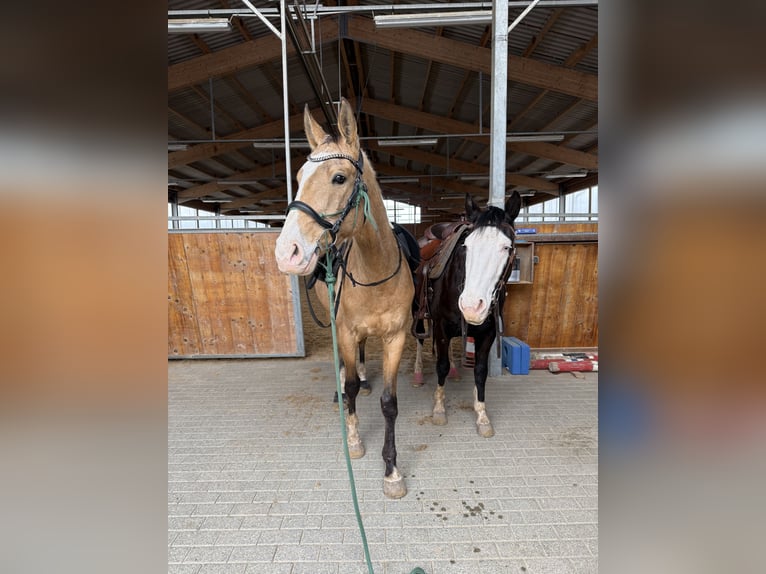 Akhal-Teke Castrone 6 Anni 157 cm Pelle di daino in Marburg