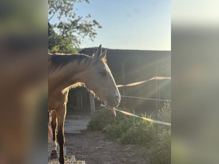 Akhal-Teke Castrone 6 Anni 157 cm Pelle di daino in Marburg