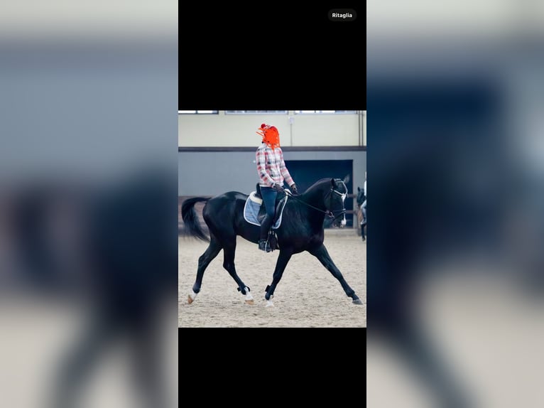Akhal-Teke Étalon 12 Ans 165 cm Noir in L&#x2019; Aquila