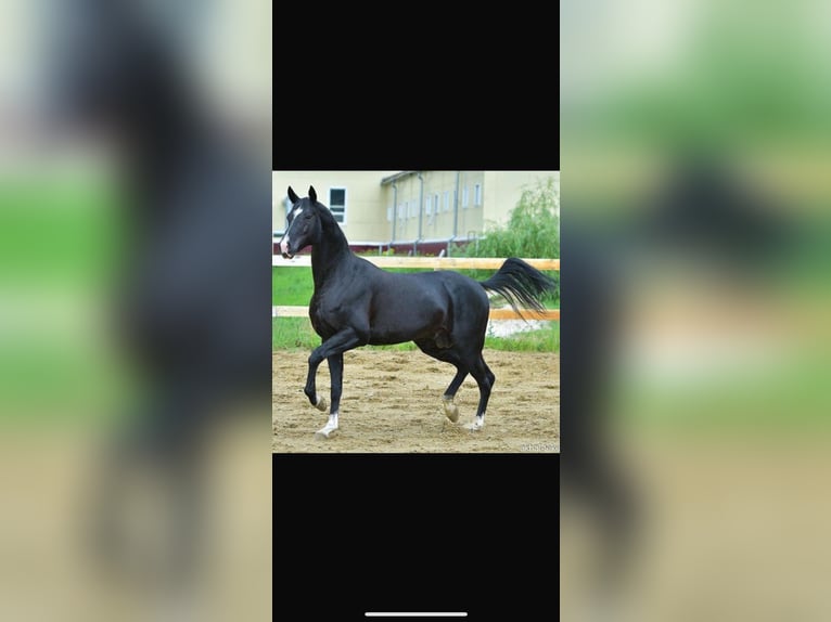 Akhal-Teke Étalon 12 Ans 165 cm Noir in L&#x2019; Aquila