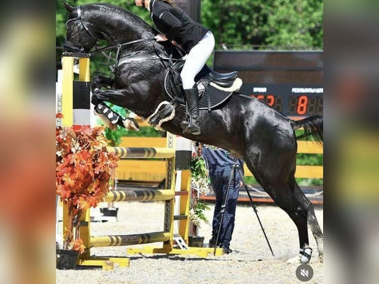 Akhal-Teke Étalon 12 Ans 165 cm Noir in L&#x2019; Aquila