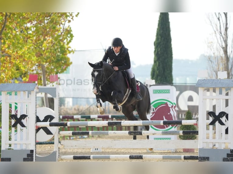 Akhal-Teke Étalon 13 Ans 165 cm Noir in L’ Aquila