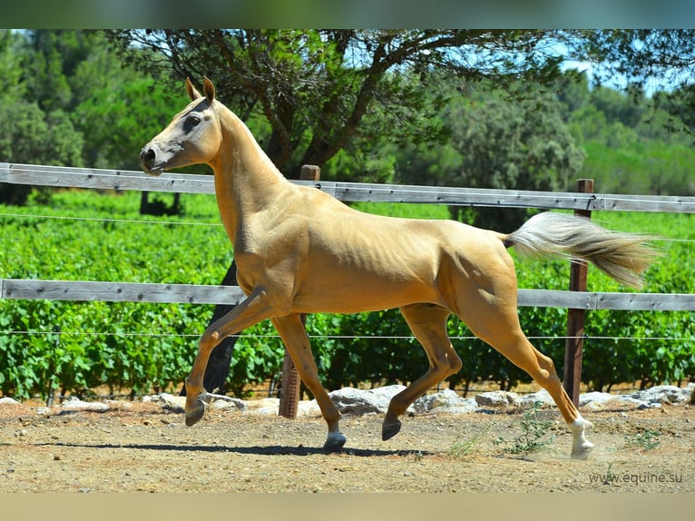 Akhal-Teke Étalon 16 Ans 164 cm Palomino in GOVEN