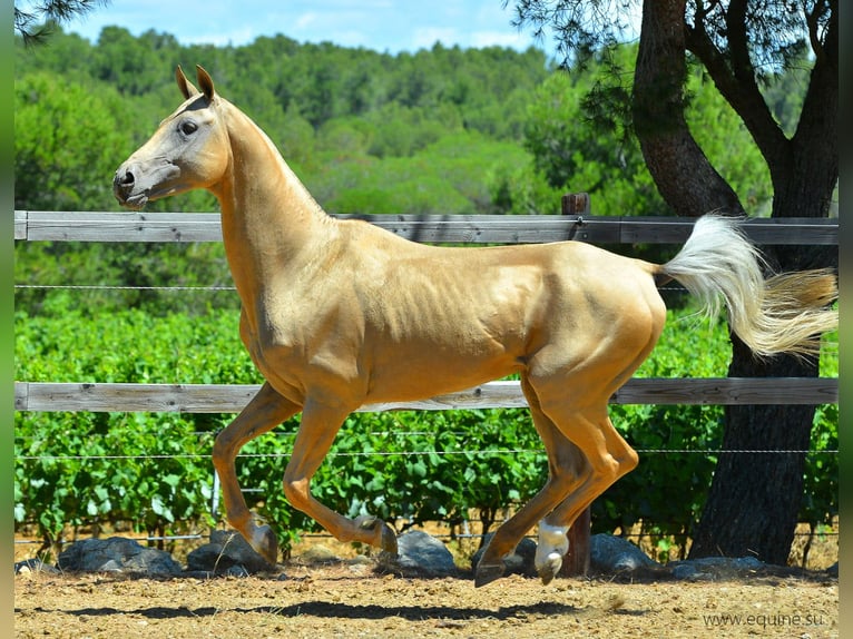 Akhal-Teke Étalon 16 Ans 164 cm Palomino in GOVEN