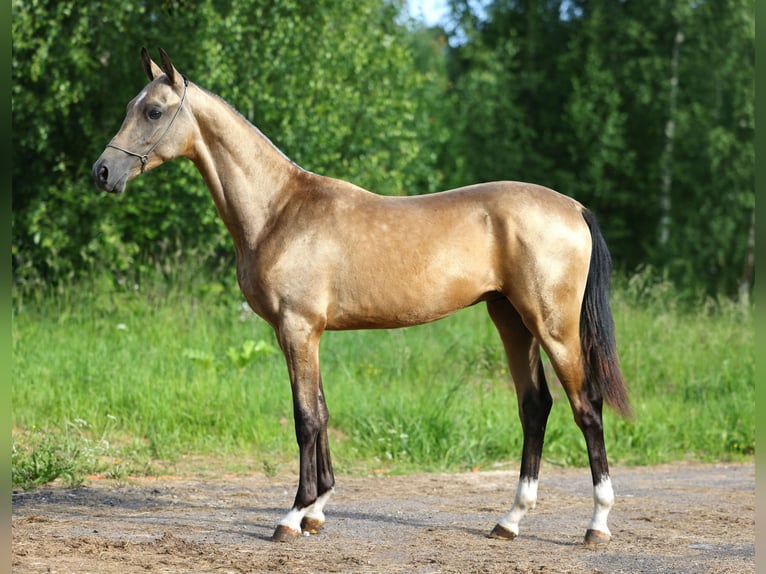 Akhal-Teke Étalon 1 Année 152 cm Buckskin in St Petersburg