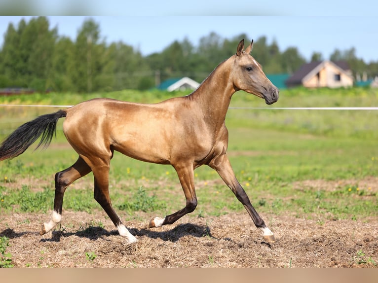 Akhal-Teke Étalon 1 Année 152 cm Buckskin in St Petersburg