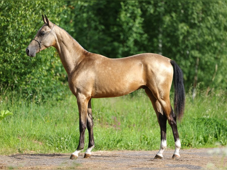 Akhal-Teke Étalon 1 Année 152 cm Buckskin in St Petersburg