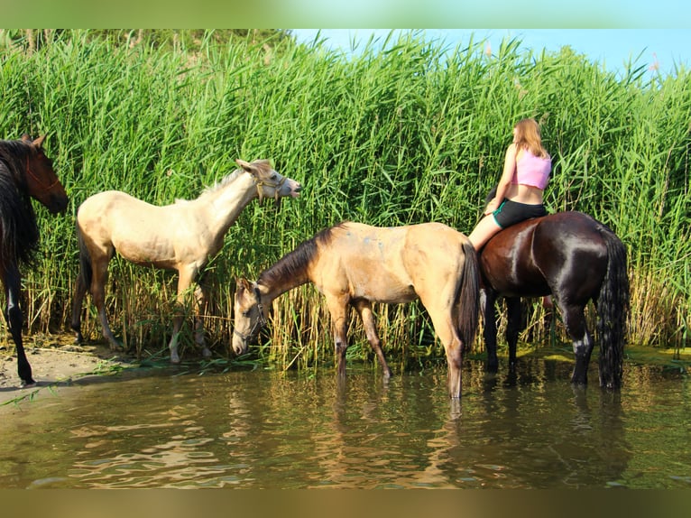 Akhal-Teke Croisé Étalon 1 Année 158 cm Buckskin in Wolbórz