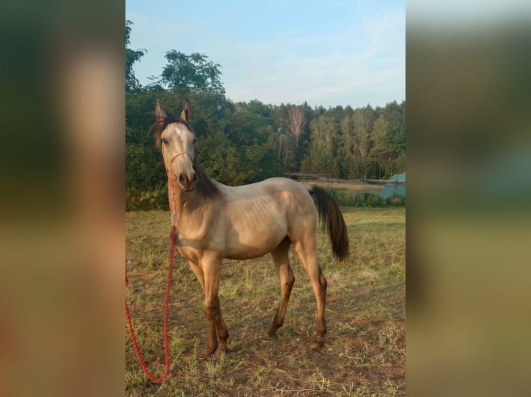Akhal-Teke Étalon 1 Année 160 cm Buckskin in Wolbórz