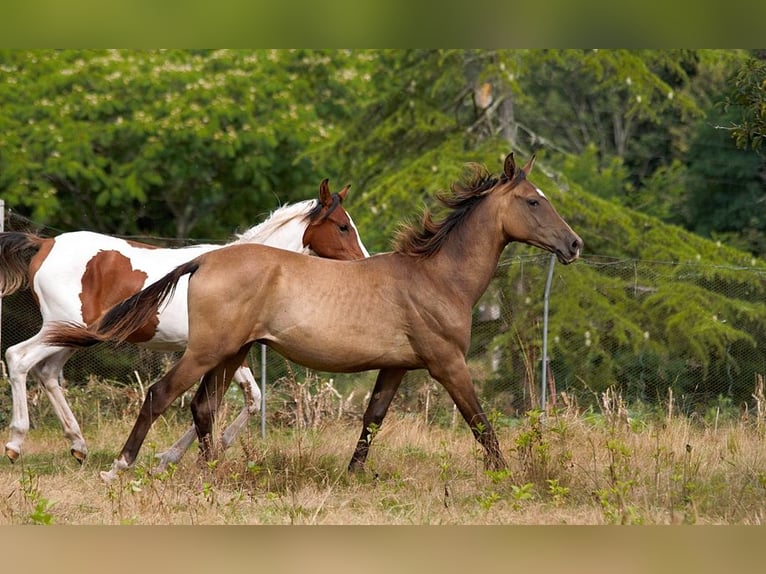 Akhal-Teke Étalon 1 Année 160 cm Buckskin in Baulon