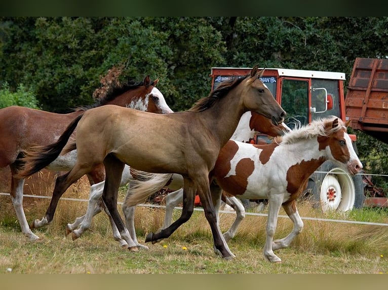 Akhal-Teke Étalon 1 Année 160 cm Buckskin in Baulon