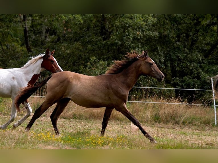 Akhal-Teke Étalon 1 Année 160 cm Buckskin in Baulon