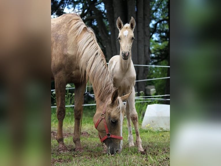 Akhal-Teke Étalon 1 Année 160 cm Palomino in GOVEN