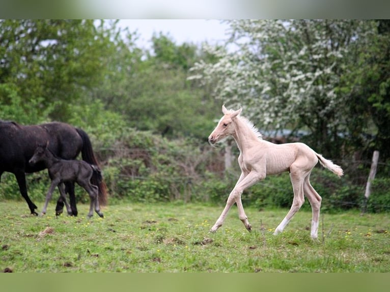 Akhal-Teke Étalon 1 Année 160 cm Palomino in GOVEN