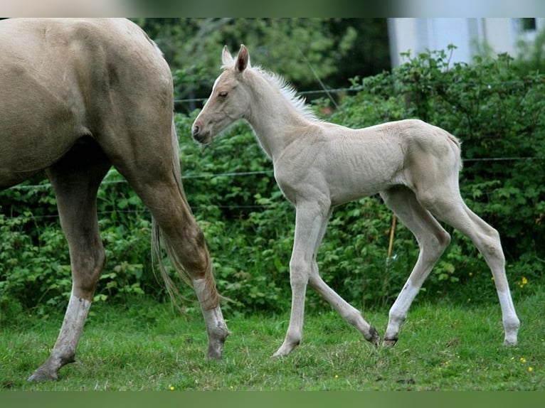 Akhal-Teke Étalon 1 Année 160 cm Palomino in GOVEN