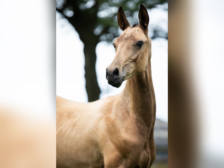 Akhal-Teke Étalon 1 Année 163 cm Buckskin in Schoonebeek