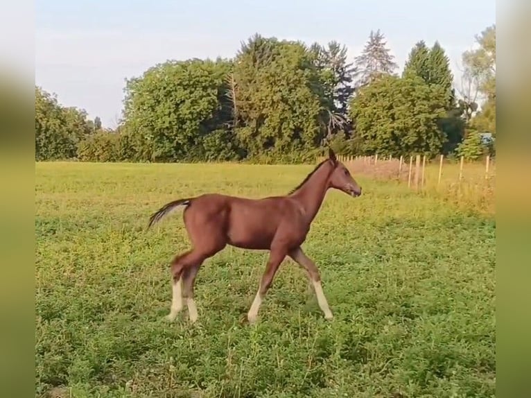 Akhal-Teke Étalon 1 Année Bai clair in Brienon-sur-Armançon