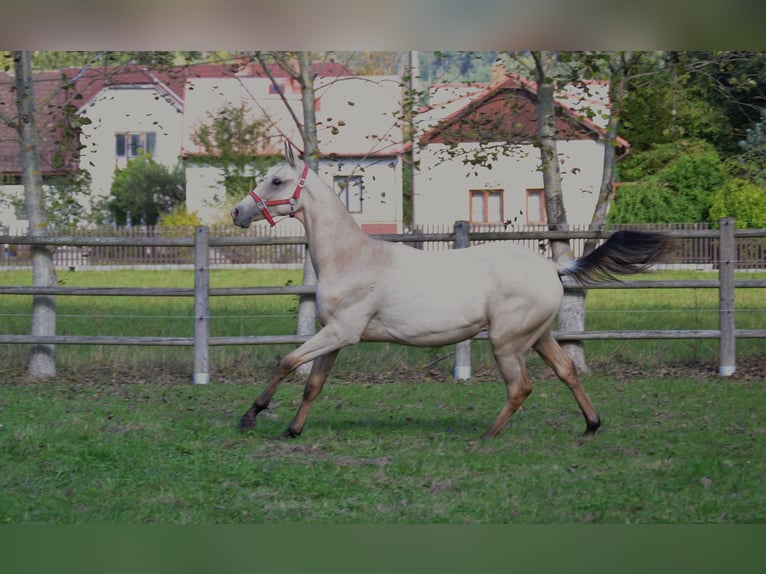 Akhal-Teke Étalon 2 Ans 152 cm Isabelle in Pyskocely