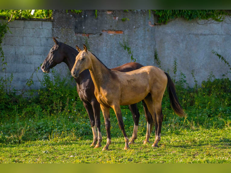 Akhal-Teke Étalon 2 Ans 155 cm Isabelle in Val De Bride