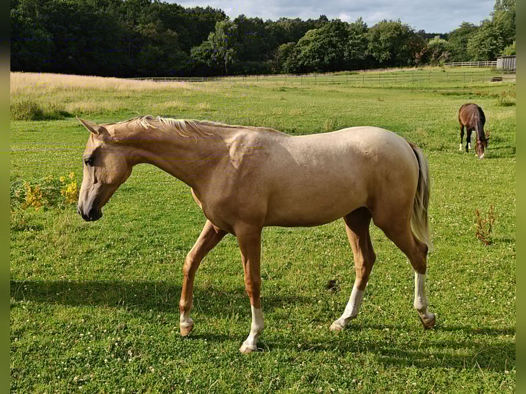 Akhal-Teke Étalon 2 Ans 155 cm Palomino in M&#xF8;rk&#xF8;v